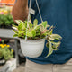 Simegarden Hoya carnosa