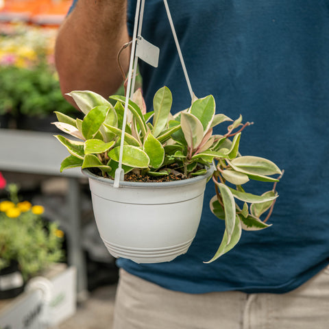 Simegarden Hoya carnosa