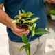 Simegarden Hoya carnosa