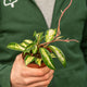 Simegarden Hoya carnosa 9 cm