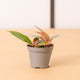 Simegarden Hoya carnosa flamingo dream