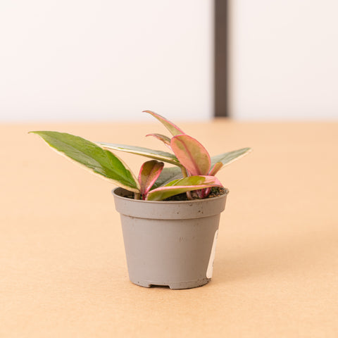 Simegarden Hoya carnosa flamingo dream