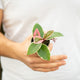 Simegarden Hoya carnosa flamingo dream