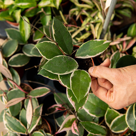 Simegarden Hoya carnosa flamingo dream 9 cm