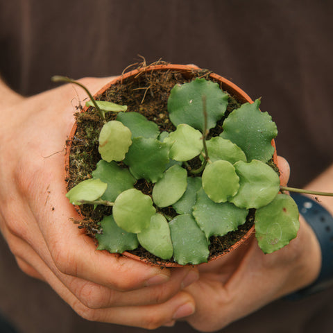 Simegarden Hoya endauensis 10.5 cm