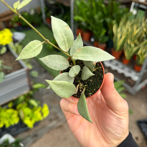 Simegarden Hoya lacunosa 5.5 cm