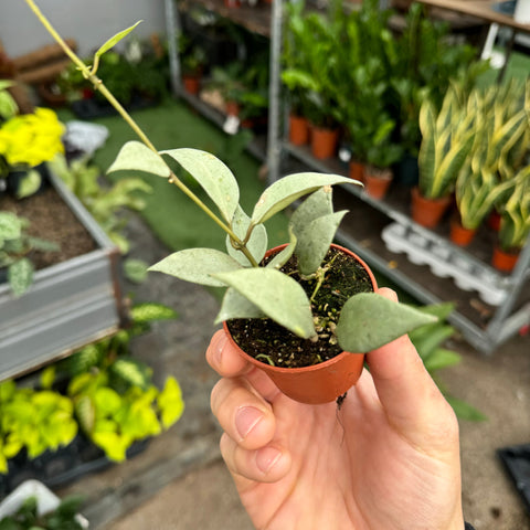 Simegarden Hoya lacunosa 5.5 cm