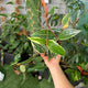 Simegarden Hoya macrophylla