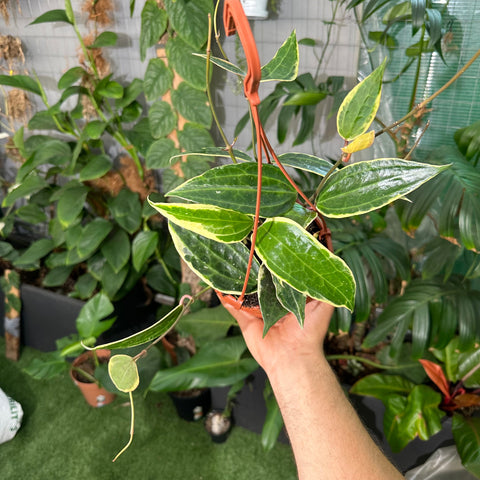 Simegarden Hoya macrophylla