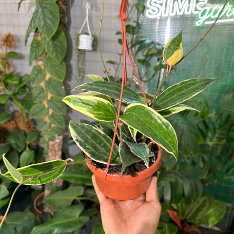 Simegarden Hoya macrophylla