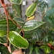 Simegarden Hoya macrophylla