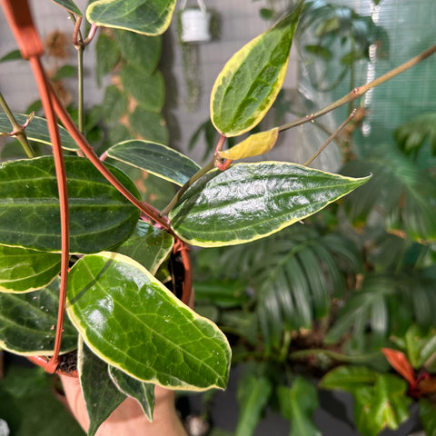 Simegarden Hoya macrophylla