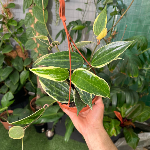 Simegarden Hoya macrophylla
