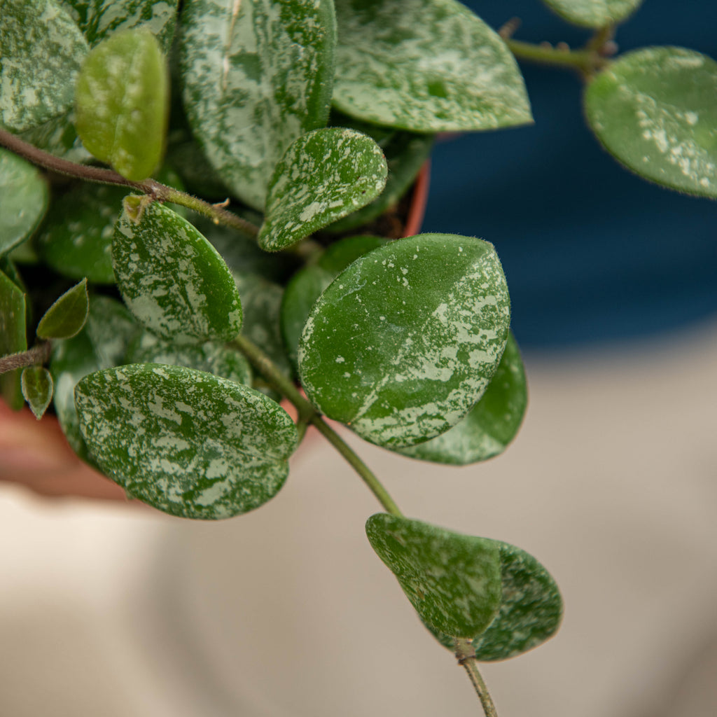 Spotted Mathilde Hoya Hoya mathilde – Simegarden