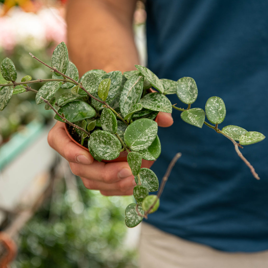 Hoya mathilde – Simegarden