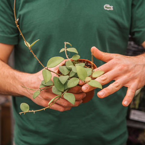 Simegarden Hoya nummularioides 10.5 cm