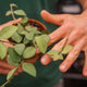 Simegarden Hoya nummularioides 10.5 cm