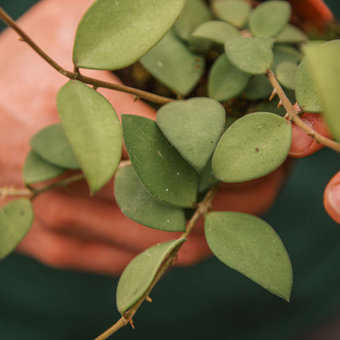 Simegarden Hoya nummularioides 10.5 cm