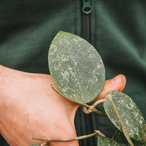 Simegarden Hoya parasitica splash 10.5 cm