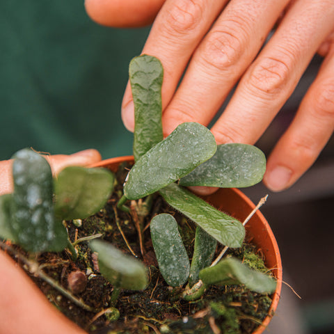 Simegarden Hoya rotundiflora 10.5 cm