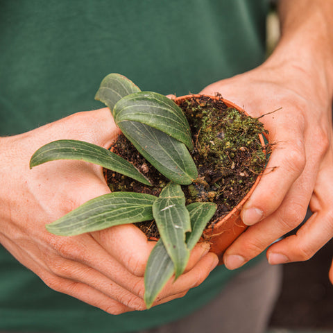 Simegarden Hoya soligamiana 10.5 cm