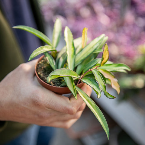 Simegarden Hoya wayetii tricolor 9 cm