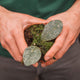 Simegarden Hoya waymaniae kapuas 10.5 cm