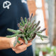 Simegarden Huernia revoluta zebrina 8 cm