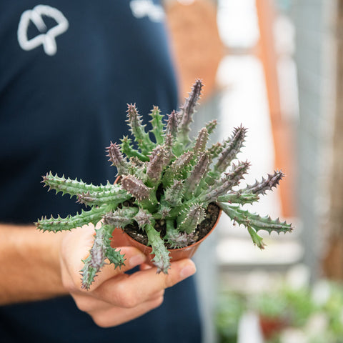 Simegarden Huernia revoluta zebrina 8 cm