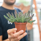 Simegarden Huernia revoluta zebrina 8 cm
