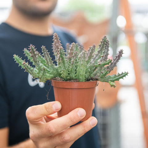 Simegarden Huernia revoluta zebrina 8 cm