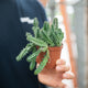 Simegarden Huernia zebrina 8 cm