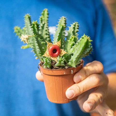 Simegarden Huernia zebrina 8 cm