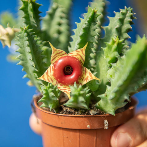Simegarden Huernia zebrina 8 cm