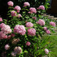 Simegarden Hydrangea annabelle 19 cm / Rosa