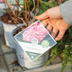 Simegarden Hydrangea annabelle 19 cm / Rosa