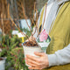 Simegarden Hydrangea annabelle 19 cm / Rosa