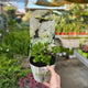 Simegarden Hydrangea macrophylla 17 cm / Blue