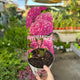 Simegarden Hydrangea macrophylla 17 cm / Blue