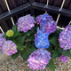 Simegarden Hydrangea macrophylla "Blue ballad" 17 cm / Blue