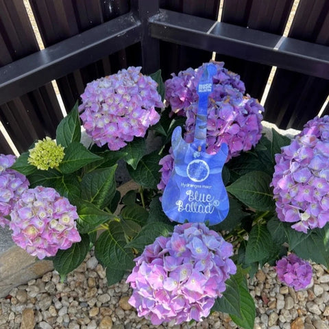 Simegarden Hydrangea macrophylla "Blue ballad" 17 cm / Blue