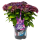 Simegarden Hydrangea macrophylla "Deep Purple Dance" 17 cm / Viola