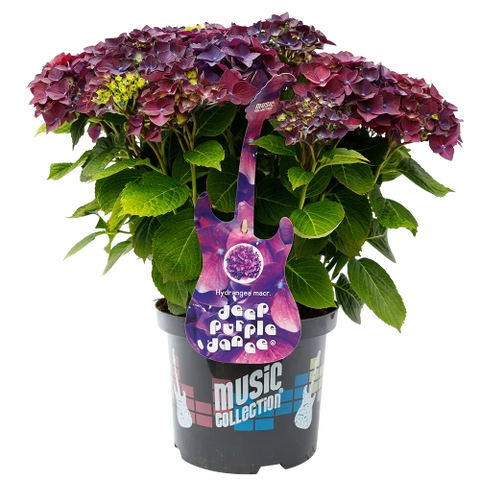 Simegarden Hydrangea macrophylla "Deep Purple Dance" 17 cm / Viola