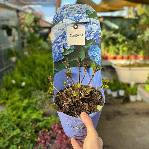 Simegarden Hydrangea macrophylla "Magical revolution" 17 cm / Blue