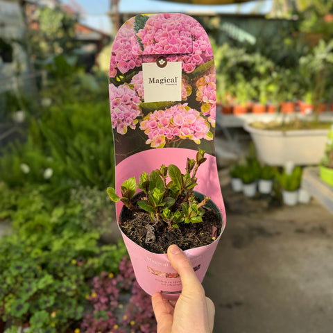 Simegarden Hydrangea macrophylla "Magical revolution" 17 cm / Rosa