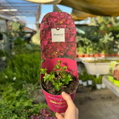 Simegarden Hydrangea macrophylla "Magical revolution" 17 cm / Rosso