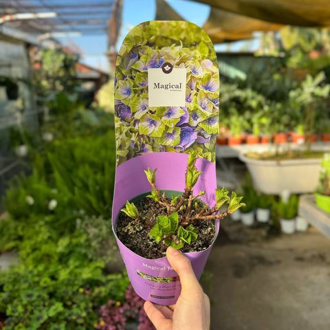 Simegarden Hydrangea macrophylla "Magical revolution" 17 cm / Viola