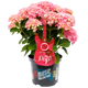 Simegarden Hydrangea macrophylla "Pink Punk" 17 cm / Blue