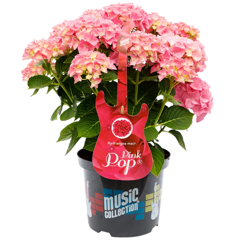 Simegarden Hydrangea macrophylla "Pink Punk" 17 cm / Blue