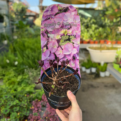 Simegarden Hydrangea macrophylla "royalty collection"